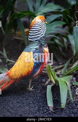 Il bellissimo uccello Golden Pheasant - chrysolophus pictus Foto Stock