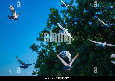 Un gruppo di piccioni in volo sulla spiaggia con sfondo blu Foto Stock