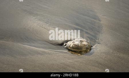 Washed up jelly fish on sand in Half Moon Bay. Stock Photo