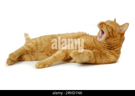 Il gatto rosso riposa su uno sfondo bianco e sbadiglia. Foto Stock