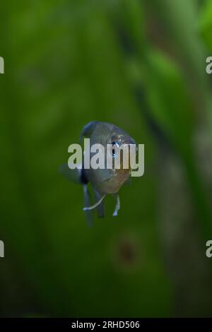 Canne tetra [ Hyphessobrycon elachys ] in acquario domestico Foto Stock