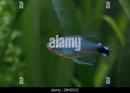 Canne tetra [ Hyphessobrycon elachys ] in acquario domestico Foto Stock