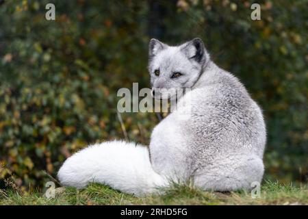 Volpe artica [ vulpes lagopus ] nel parco faunistico delle Highland Foto Stock