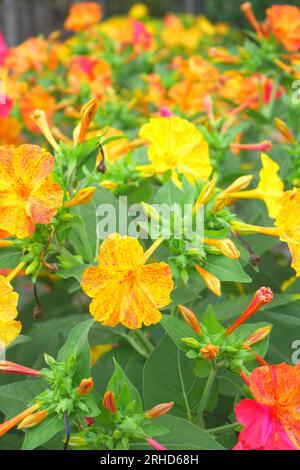 Mirabilis jalapa, meraviglia del Perù, fiore delle quattro, che cresce in un giardino, Szigethalom, Ungheria Foto Stock