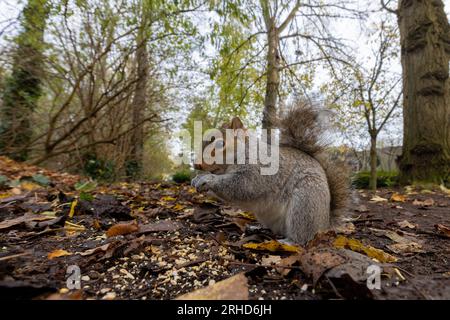 Scoiattolo grigio [ Sciurus carolinensis ] che consuma semi/noci dal terreno a Vivary Park, Taunton, Somerset, Regno Unito Foto Stock