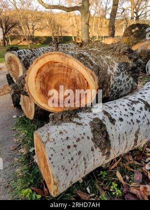 Pulizia del parco cittadino da vecchi alberi. Tronco di pioppo, segato a pezzi. Preparazione del legno per tritare la legna da ardere. I tronchi di grandi dimensioni con anelli annuali sono Foto Stock
