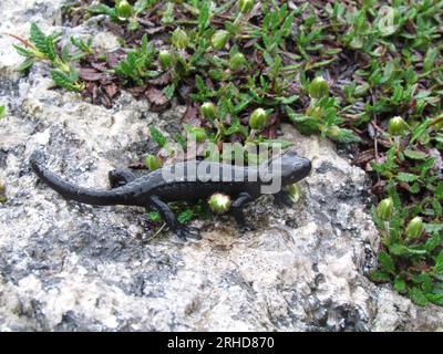 Salamandra alpina nera (Salamandra atra) animale selvatico Foto Stock