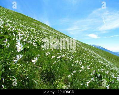 Pendii dei monti Karavanke sotto Golica in Slovenia ricoperti di fiori di narcisi del poeta bianco (Narcissus poeticus) Foto Stock