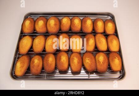 Deliziosa torta di madeleine su una griglia dopo la cottura Foto Stock