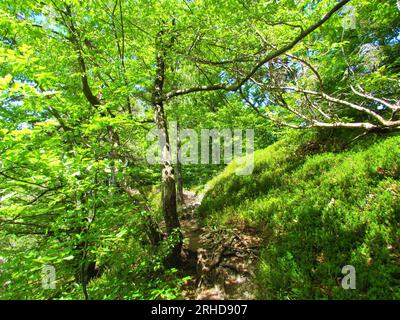 Sentiero escursionistico che attraversa una foresta temperata e decidua di latifoglie Foto Stock