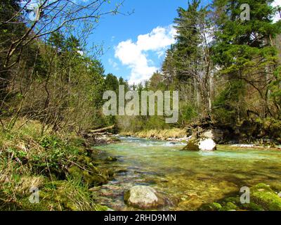 Splendido fiume Kamniska Bistrica di colore verde in Slovenia in primavera con cima innevata sulle alpi Kamnik-Savinja alle spalle Foto Stock