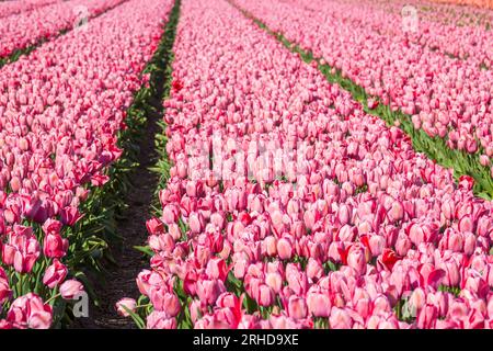 tulip Field nei Paesi Bassi - tulipani rosa Foto Stock