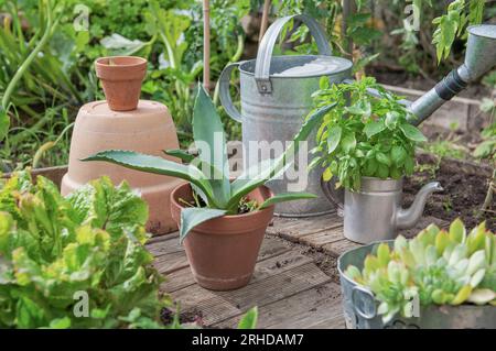 piante grasse in agave in vaso e vasi decorativi di jourbarbein in un orto Foto Stock