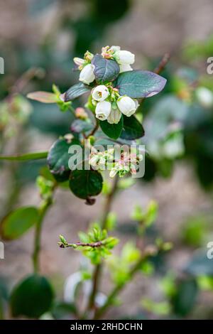 Primo piano della pianta di mirtilli Highbush (Vaccinium corymbosum) in fiore a febbraio nell'Alabama centrale. Foto Stock