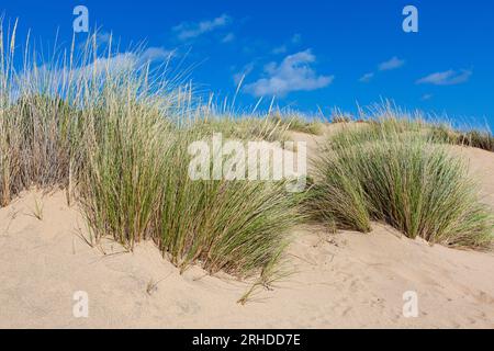 Le dune di Piscinas, nell'isola meridionale della Sardegna Foto Stock