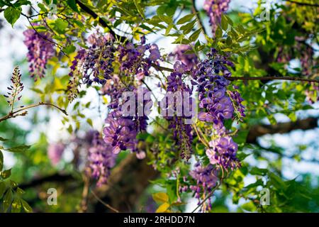 Uno sfondo di scalata della Wisteria (Wisteria sinensis) in piena fioritura a marzo nell'Alabama centrale. Foto Stock