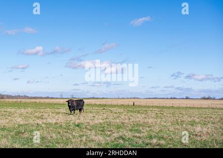 Un toro nero solitario di Angus in un pascolo di febbraio nell'Alabama centrale, contro un cielo azzurro con nuvole. Foto Stock