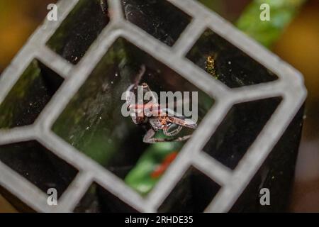 Ragno di cacciatore (Sparassidae) da vicino nel buco. Ragno gigante nascosto in un buco nel materiale d'acciaio Foto Stock