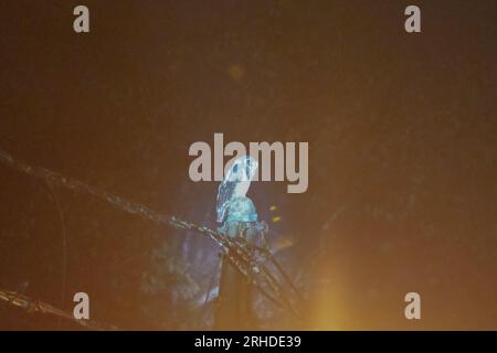 Gufo di legno marrone appollaiato sopra un palo elettrico di notte Foto Stock
