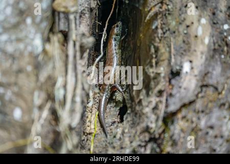 Skink (Sphenomorphus praesignis) in un buco d'albero. Lucertola maculata che si nasconde nel legno nella foresta di Fraser's Hill, Malesia. Una specie di lucertola dentro Foto Stock