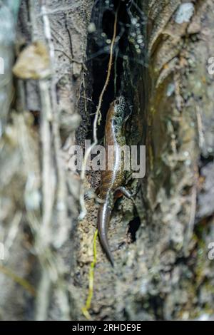 Skink (Sphenomorphus praesignis) in un buco d'albero. Lucertola maculata che si nasconde nel legno nella foresta di Fraser's Hill, Malesia. Una specie di lucertola dentro Foto Stock