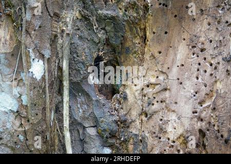 Skink (Sphenomorphus praesignis) in un buco d'albero. Lucertola maculata che si nasconde nel legno nella foresta di Fraser's Hill, Malesia. Una specie di lucertola dentro Foto Stock