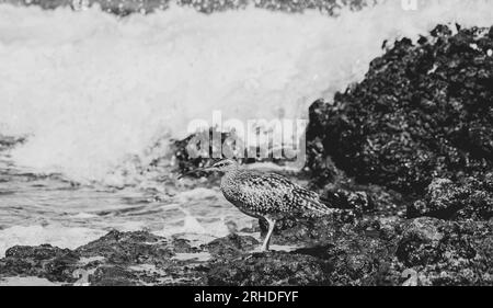 Uccello d'guado a Fuerteventura, Spagna, whimbrel eurasiatico, Numenius phaeopus, Zarapito trinador, piume marroni e piuma discendente Foto Stock