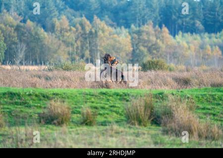 Due pony exmoor bruni combattenti, contro una foresta e lo sfondo di canne. Mordente, aring e colpire. colori autunnali in inverno. Messa a fuoco selettiva Foto Stock