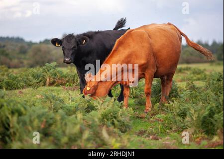 Mucche New Forest Foto Stock