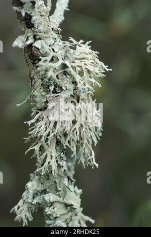 Primo piano verticale naturale su Oak Moss, Evernia prunastri una specie di licheni che cresce su un ramo Foto Stock