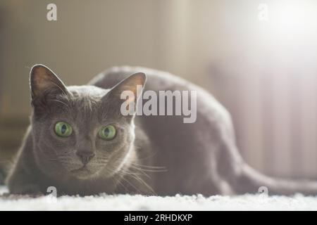 Gatto grigio che gioca - gatto korat puro al coperto Foto Stock