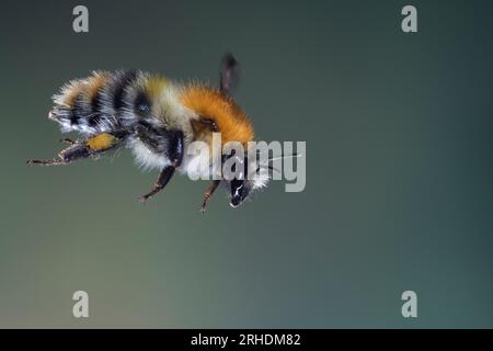 Ackerhummel, Acker-Hummel, Hummel, Flug, fliegend, Bombus pascuorum, Bombus agrorum, Megabombus pascuorum floralis, carder bee, carder bee, vola Foto Stock