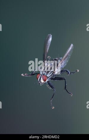 Fleischfliege, Aasfliege, Flug, fliegend, Sarcophaga spec., Sarcophaga, Fleshfly, Flesh-fly, Flying, Flight, Sarcophagidae, Aasfliegen, Fleischfliegen Foto Stock