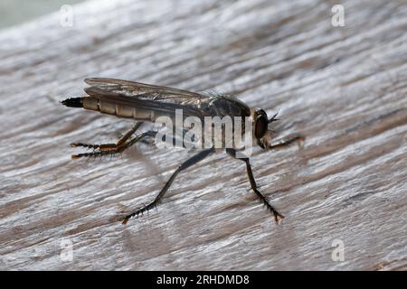 Sand-Raubfliege, Sandraubfliege, Raubfliege, Weibchen, Philonicus albiceps, dune Robberfly, femmina, Robberfly, Robberfly, Robber-fly, Raubfliegen, Mor Foto Stock