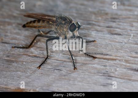 Sand-Raubfliege, Sandraubfliege, Raubfliege, Weibchen, Philonicus albiceps, dune Robberfly, femmina, Robberfly, Robberfly, Robber-fly, Raubfliegen, Mor Foto Stock