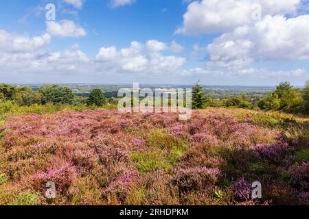 Purple heather sulla brughiera durante August Ashdown Forest sull'alto weald East Sussex sud-est dell'Inghilterra Regno Unito Foto Stock