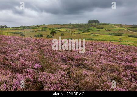 Purple heather sulla brughiera durante August Ashdown Forest sull'alto weald East Sussex sud-est dell'Inghilterra Regno Unito Foto Stock