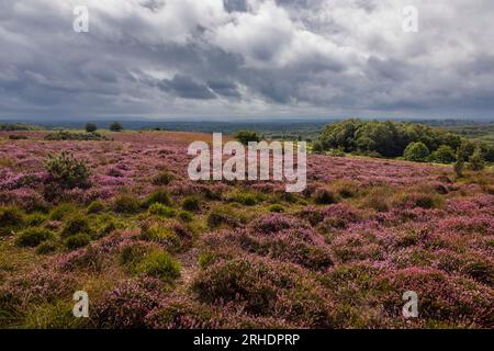 Purple heather sulla brughiera durante August Ashdown Forest sull'alto weald East Sussex sud-est dell'Inghilterra Regno Unito Foto Stock