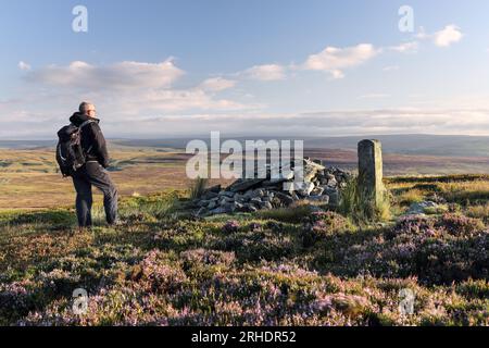 Walker è circondato da un'erica fiorita e gode della vista sul Weardale da Long Man Cairn al confine tra Teesdale e Weardale, County Durham, Foto Stock