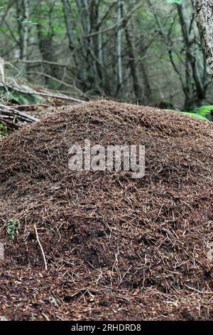Wood Ants (Formica rufa) nest Hamsterley Forest, County Durham, Northeast England, UK Foto Stock