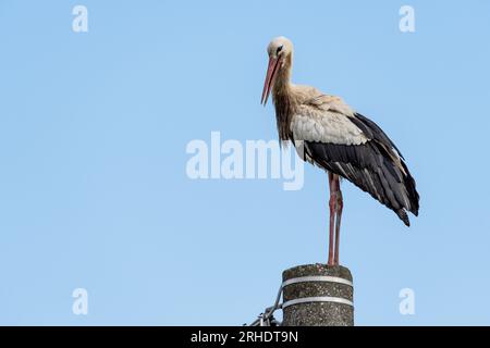 Bellissima cicogna bianca (Ciconia ciconia) su uno sfondo di cielo blu. Cicogna per adulti in piedi su un palo luminoso. Spazio libero per il testo. Foto Stock