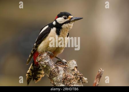 I segni distintivi di un grande picchio maculato, Dendrocopos Major, che si staglia su un ceppo d'argento tagliato. Scozia. Foto Stock