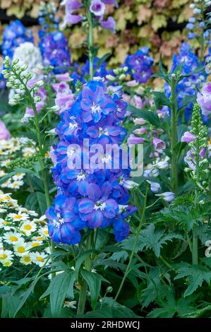 Sydney Australia, stelo di fiori blu di delphinium elatum o candela larkspur in giardino Foto Stock