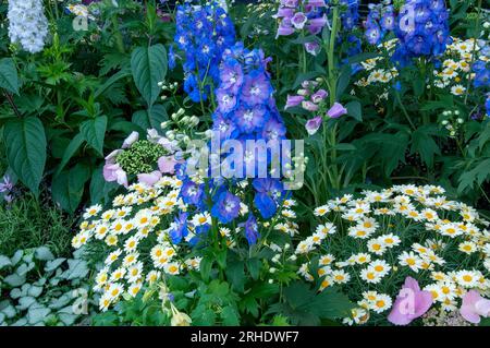 Sydney Australia, stelo di fiori blu di delphinium elatum o candela Larkspur in giardino Foto Stock