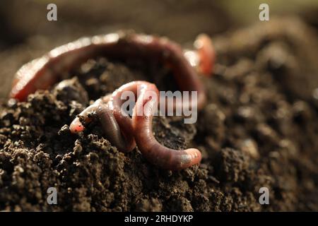 Vermi che strisciano su terreno bagnato nelle giornate di sole, primo piano Foto Stock