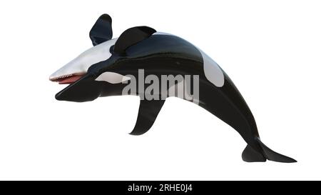 breachig di orche isolato su sfondo bianco. Immagine di una balena assassina a 8 km. L'orca (Orcinus orca), chiamata anche balena assassina Foto Stock