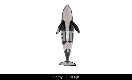 rendering 3d di orche isolate su sfondo bianco. Immagine di una balena assassina a 8 km. L'orca (Orcinus orca), chiamata anche balena assassina Foto Stock