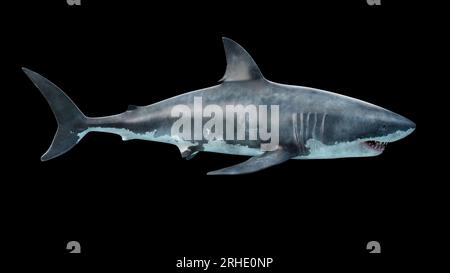 Primo piano di un grande squalo bianco che nuota sott'acqua, il Megalodon è lo squalo più predatore dell'oceano Foto Stock