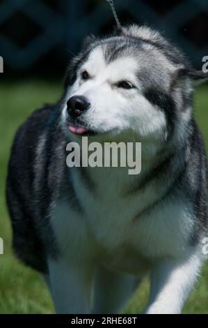 Alaskan Malamute cammina verso la macchina fotografica che sporge la lingua Foto Stock