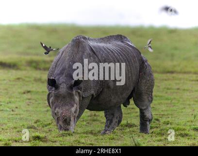 Un rinoceronte ornato dal parco nazionale di Kaziranga, Assam Foto Stock